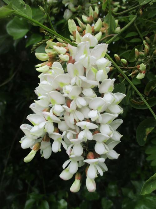 White black locust bloom