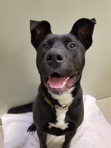 112420 Pet of the Week