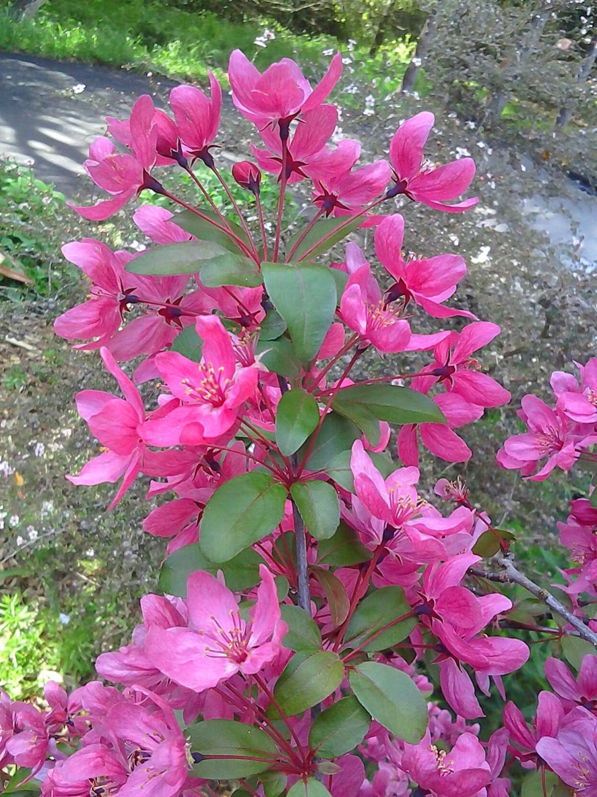 Flowering crabapple blooms