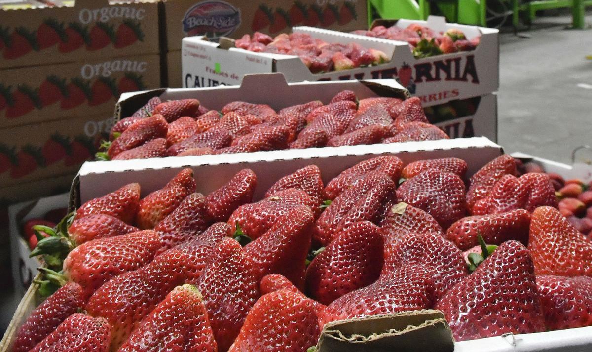 A Berry Good Time Santa Maria Valley Strawberry Festival Kicks Off Friday Local News Lompocrecord Com