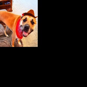 CAPA Pet of the Week: Bruno