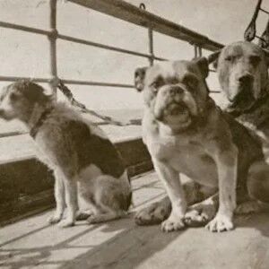 The Titanic's other casualties | Holy Cow! History | Columnists - Vimarsana News