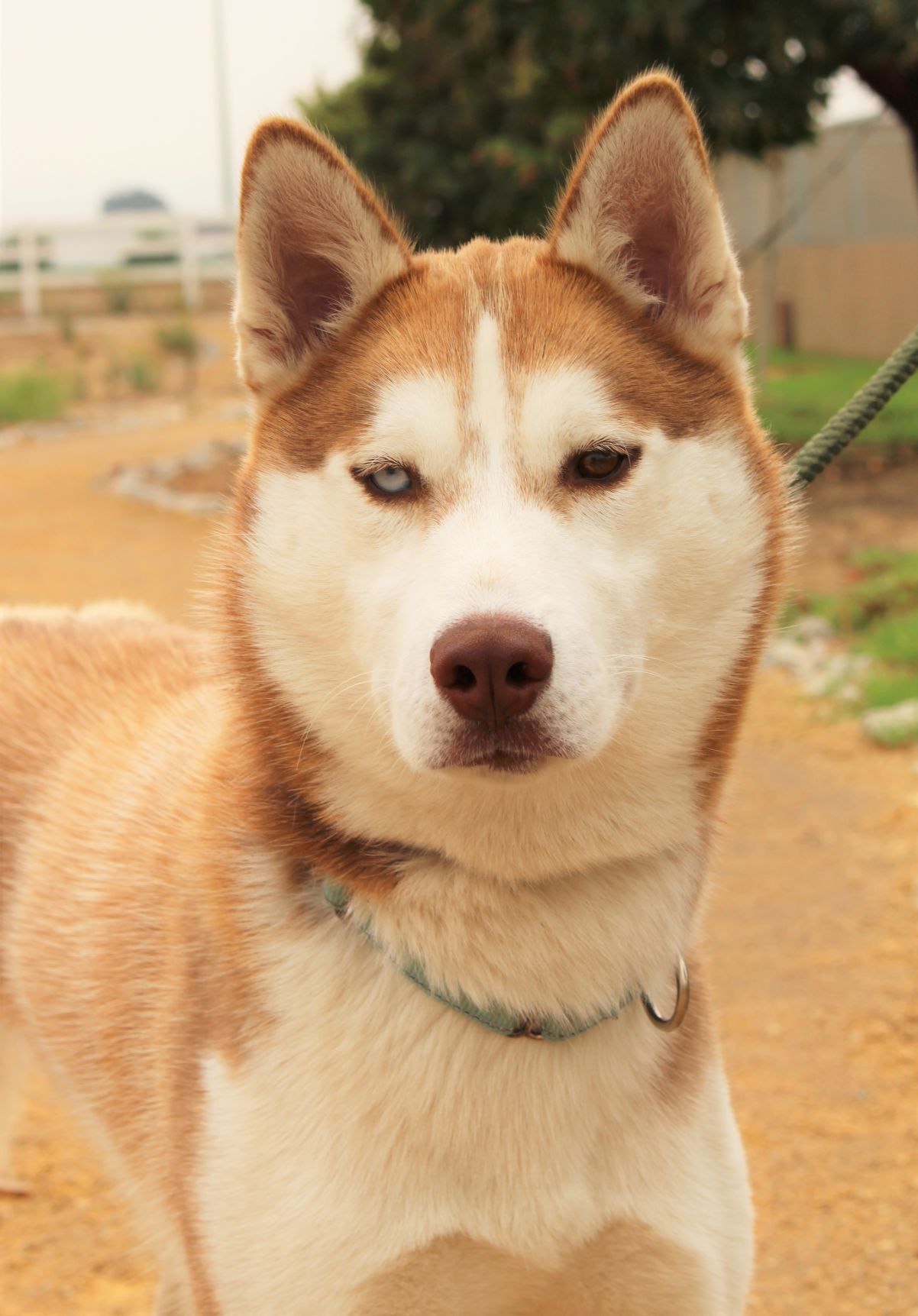 smvhs adoptable dogs