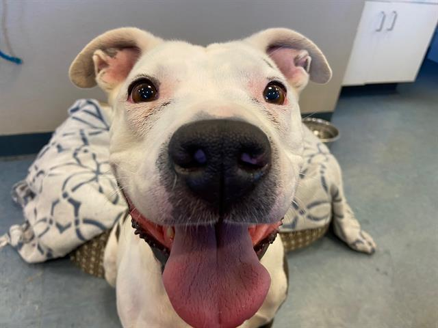 010521 Pet of the Week