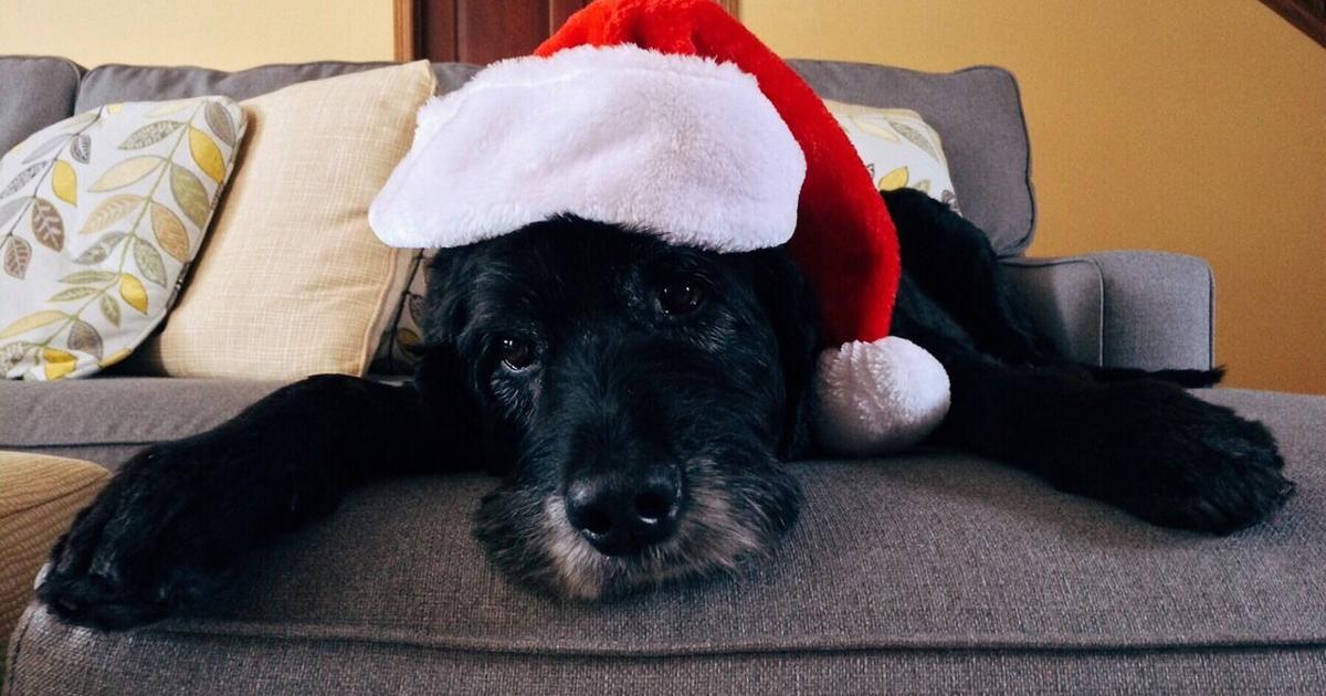 Tips for keeping pets safe and healthy during the holiday season | Santa Barbara Humane | Lifestyles