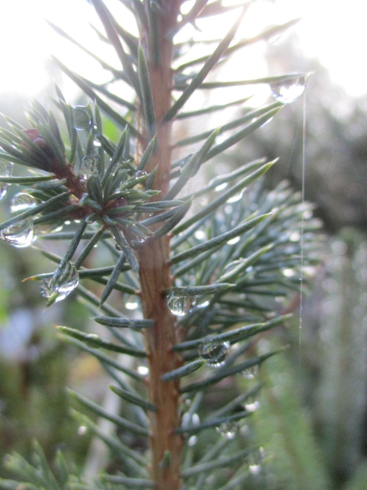 Dwarf Alberta spruce