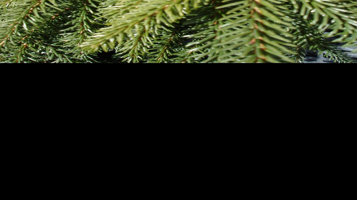 Highlight Oriental Spruce Home Garden Lompocrecord Com