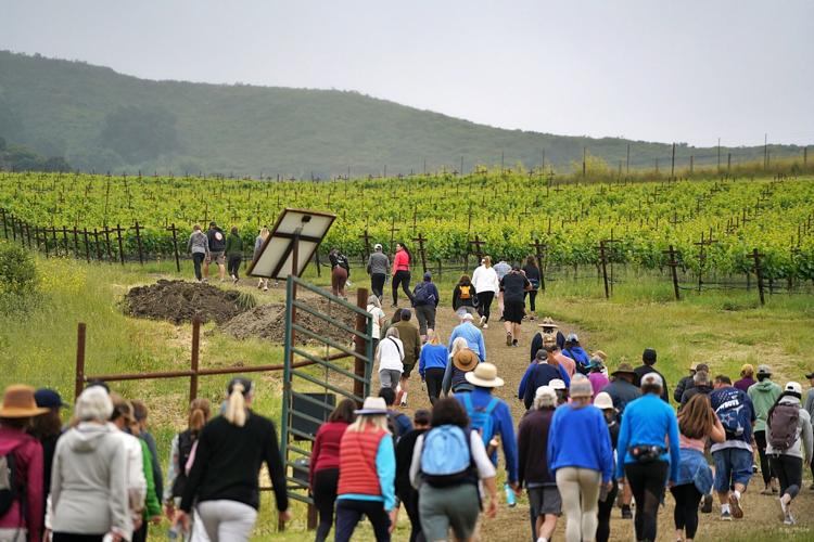 Alma Rosa Winery's annual 'Peace of Mind' walk for mental health breaks