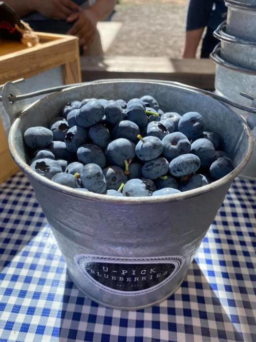 050720 U-Pick Blueberry Farm