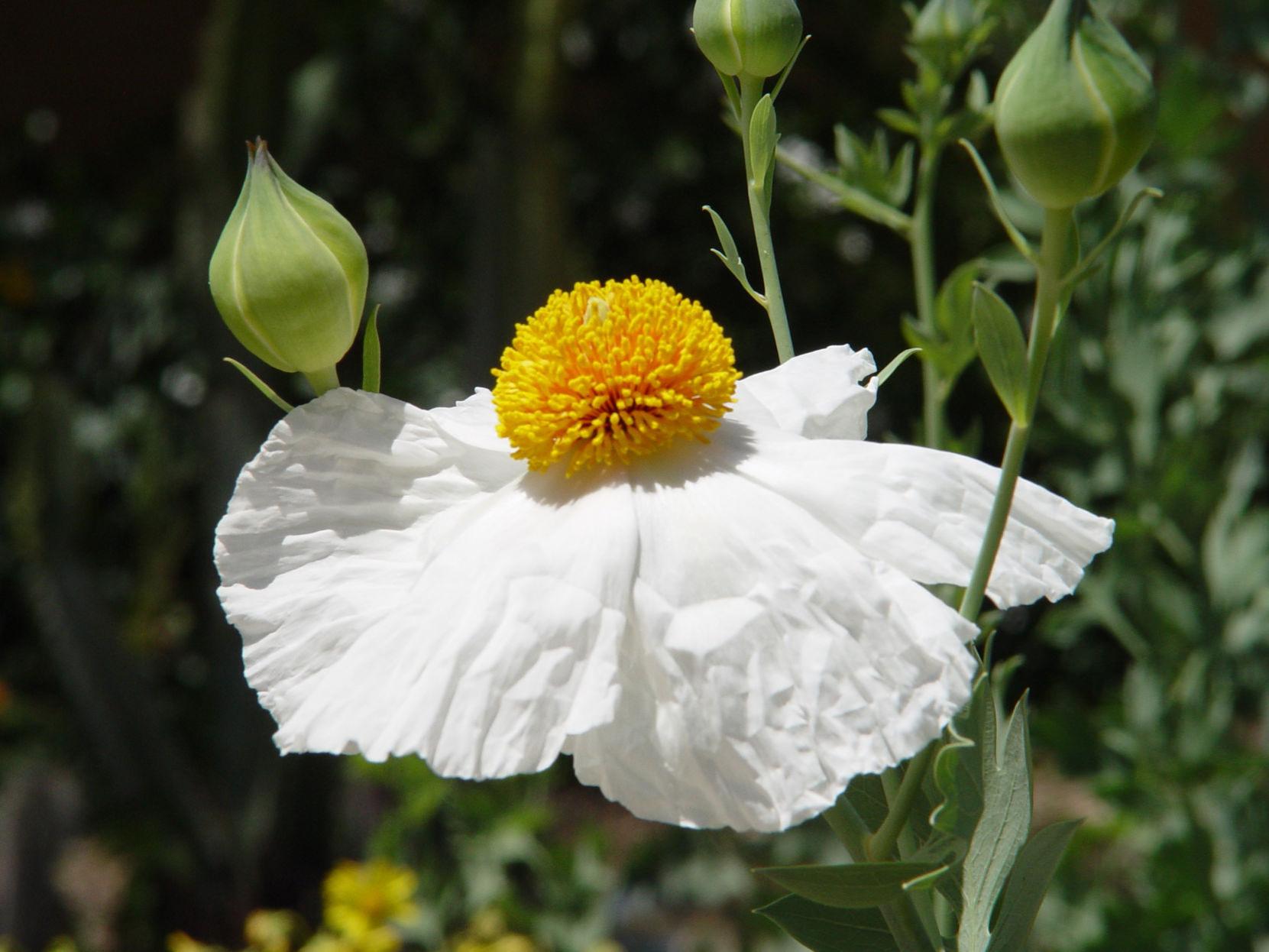 Yardsmart: Matilija poppy, queen of California flowers | Lifestyles |  lompocrecord.com