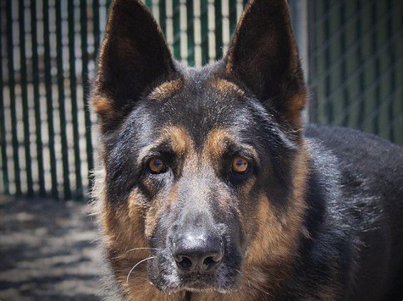 090920 Pet of the Week
