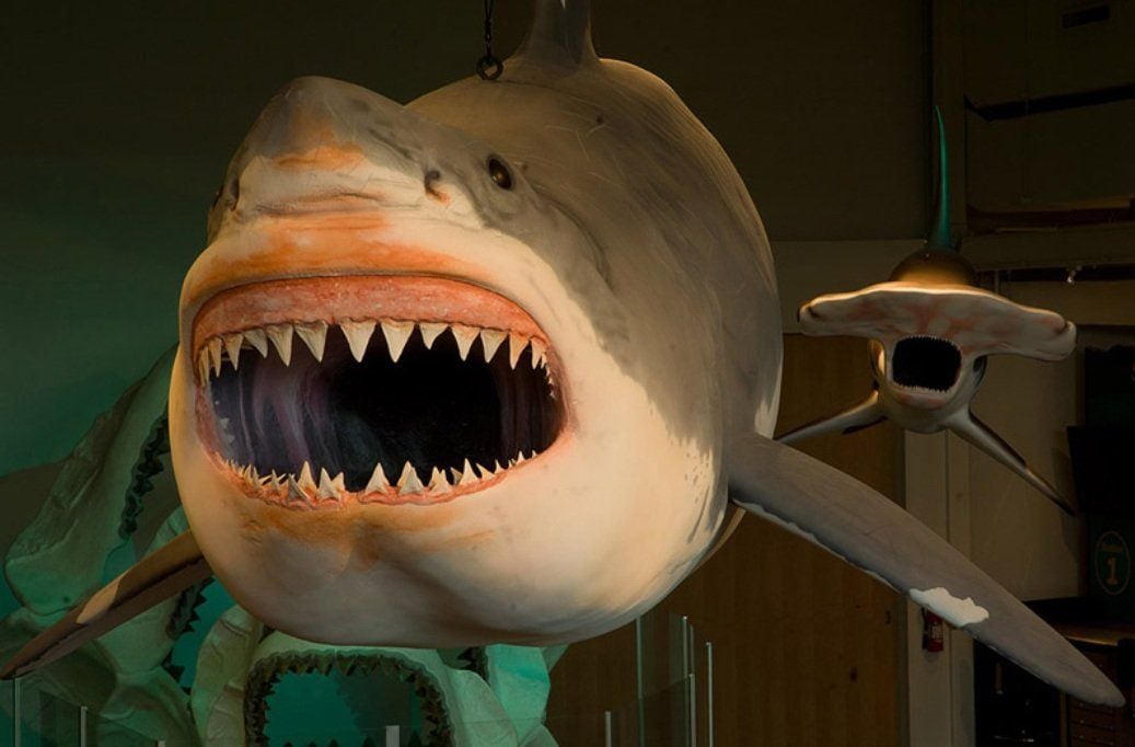 South on 101: Prehistoric sharks invade Santa Barbara | Entertainment