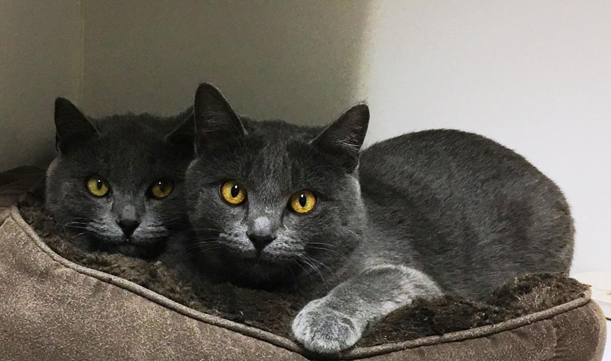 VIVA Pets of the Week -- Serena & Venus