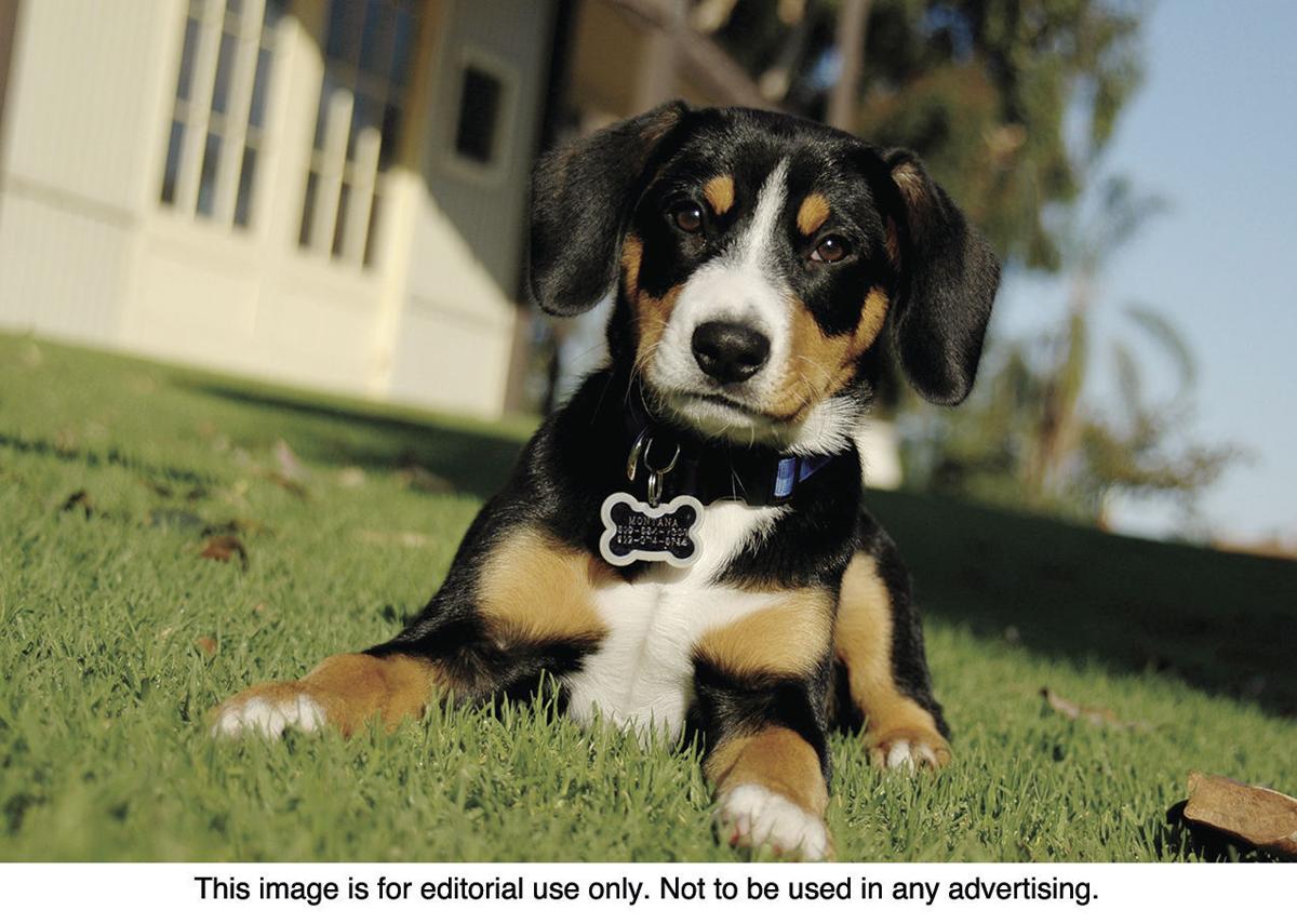 Companion animals