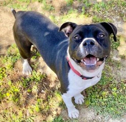 CAPA Pet of the Week: Cranberry | Pets CAPA Pet of the Week: Cranberry | Pets