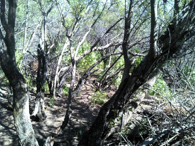 Authorities seized $131 million worth of pot in Santa Barbara County in ...