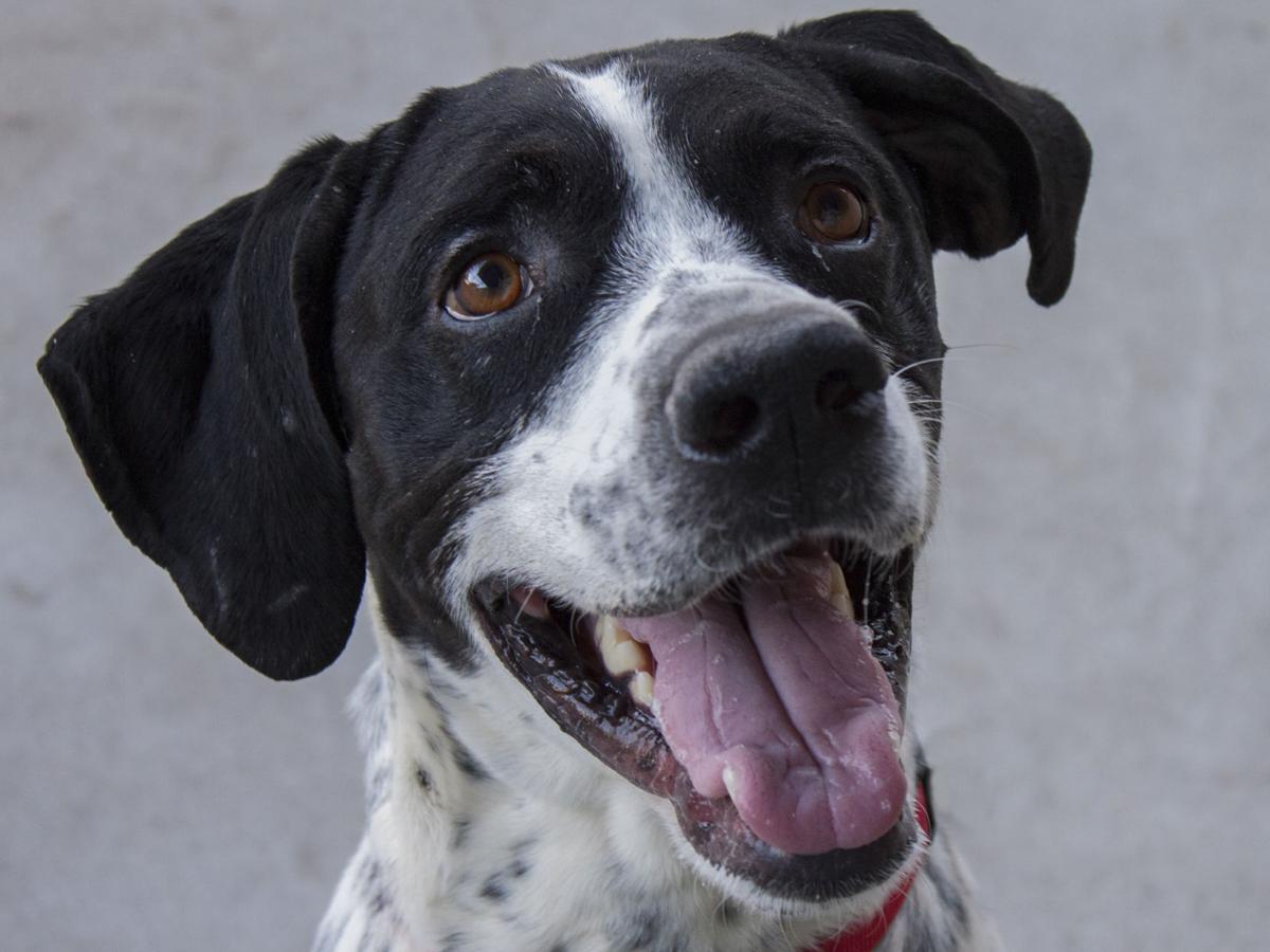 CAPA Pet of the Week -- Bojangles