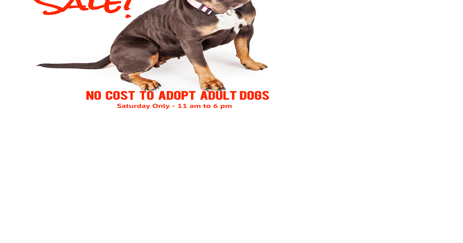 Adopt an adult dog for free Saturday at the Santa Maria Valley