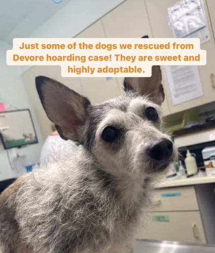 SYV Humane/DAWG help rescue over 40 dogs in hoarding case | News ...