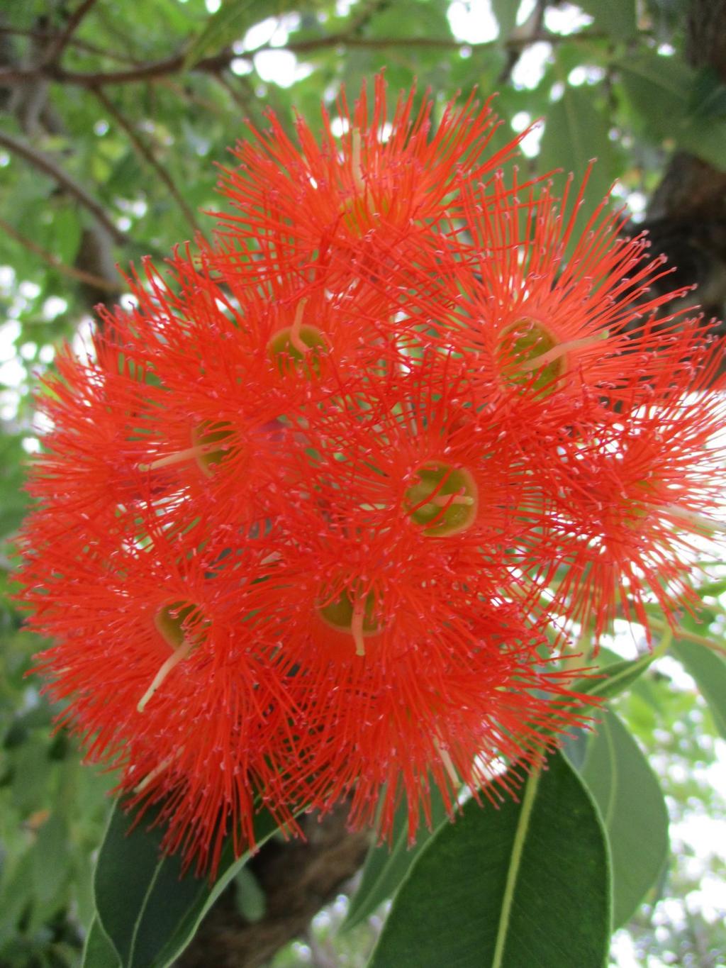 Highlight: Red flowering gum, Home & Garden
