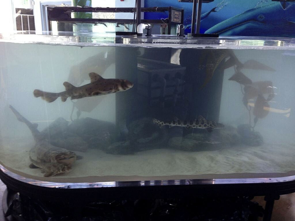 freshwater aquarium sharks