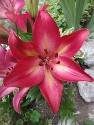 Lilies are both fragrant and colorful.