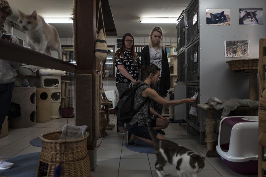 Photos Stray Cats Find A Home On An Amsterdam Houseboat World