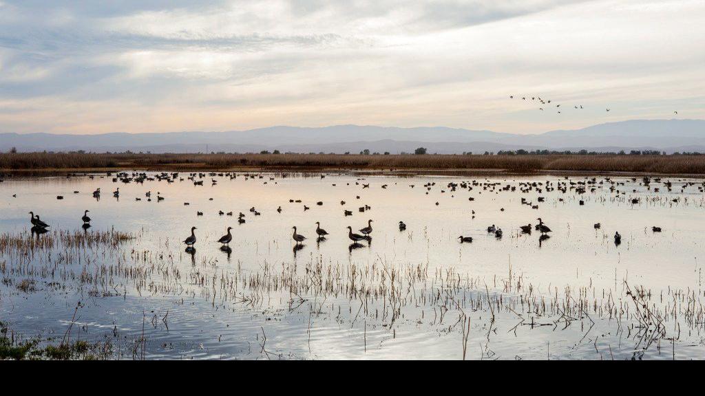 Winged warning: Migrating birds hit hard by California’s drought | State and Regional