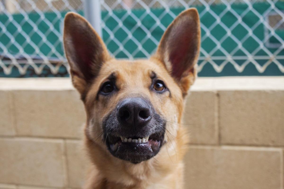 031920 CAPA Pet of the Week