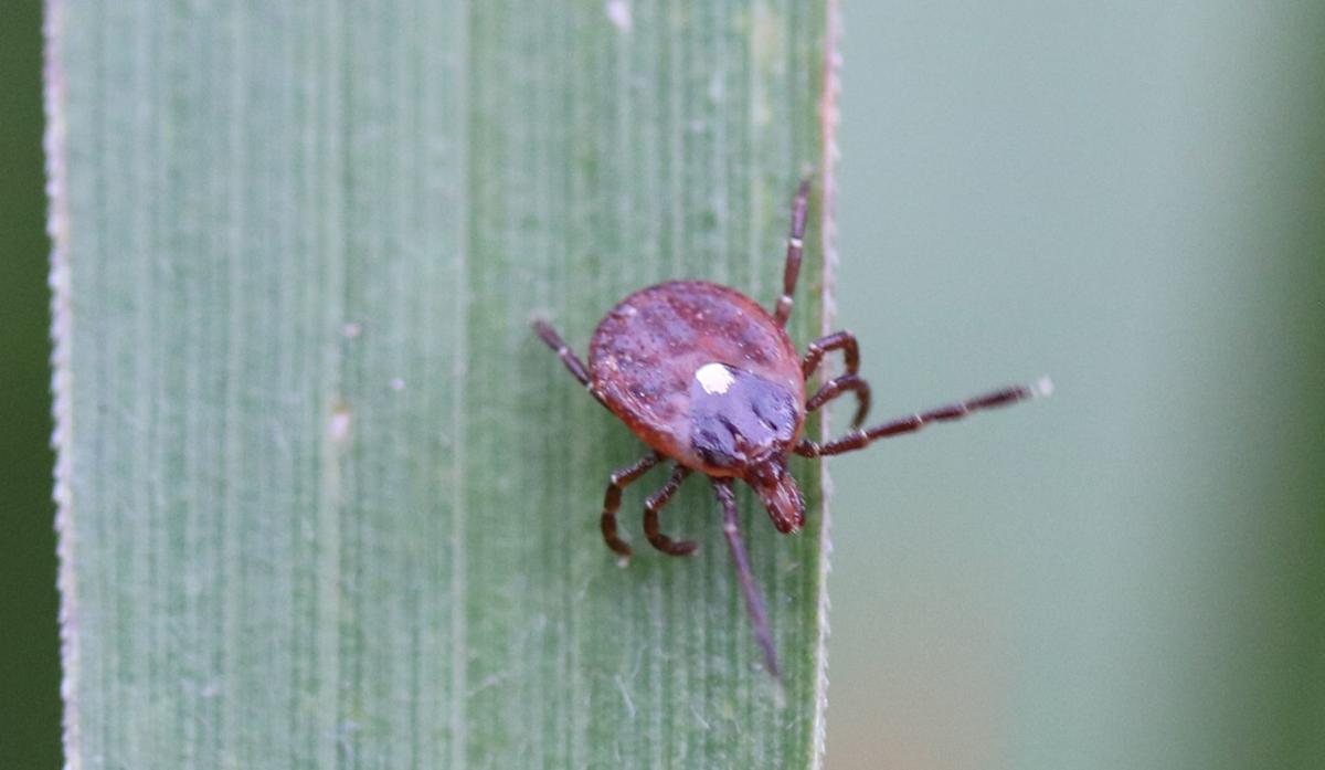 Female Lone Star Tick