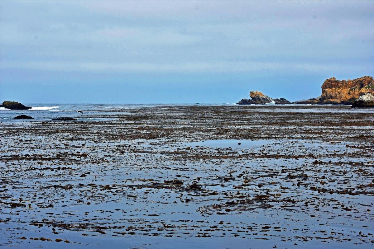 kelp bed along the Pecho Coast.jpg