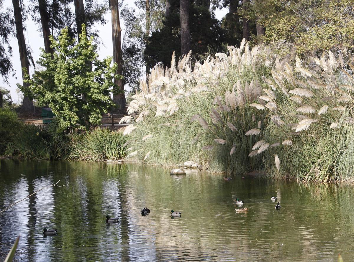 Waller Park