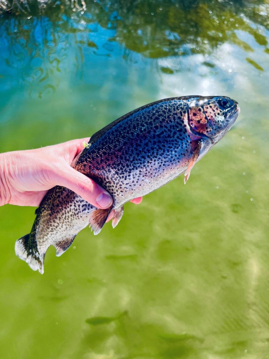 Cachuma Lake rainbow trout release