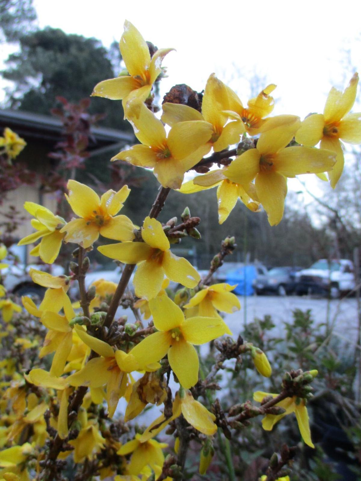Some plants prefer pruning after bloom