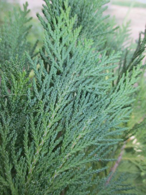 Bird nest cypress