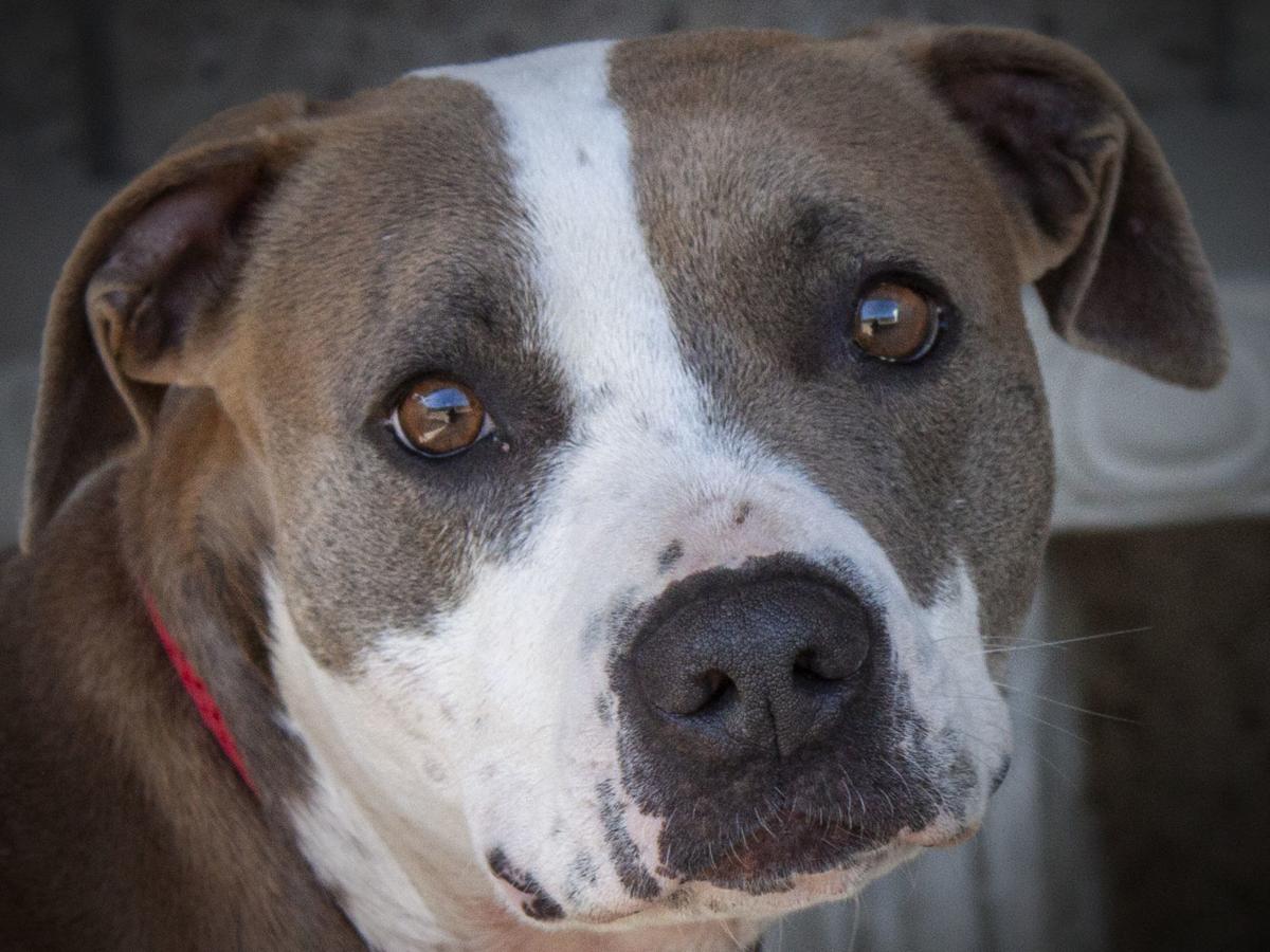 052620 CAPA Pet of the Week