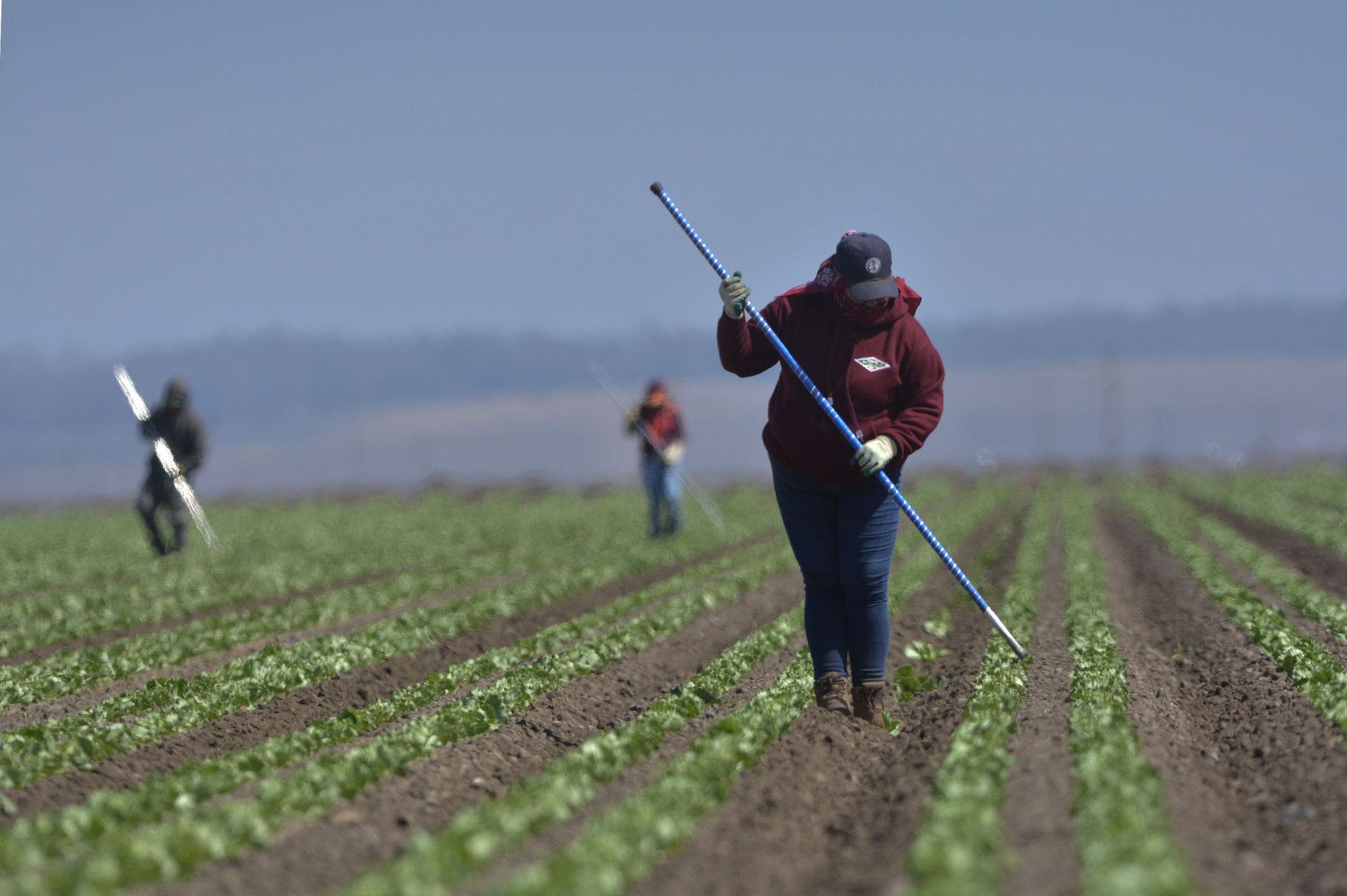 H-2A gaps: their ... Filling the farmers fields visas tend help