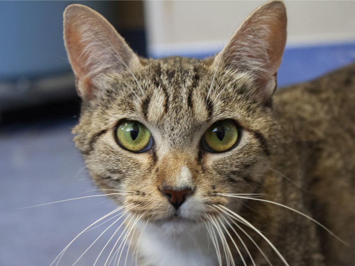 CAPA Pet of the Week -- Leah