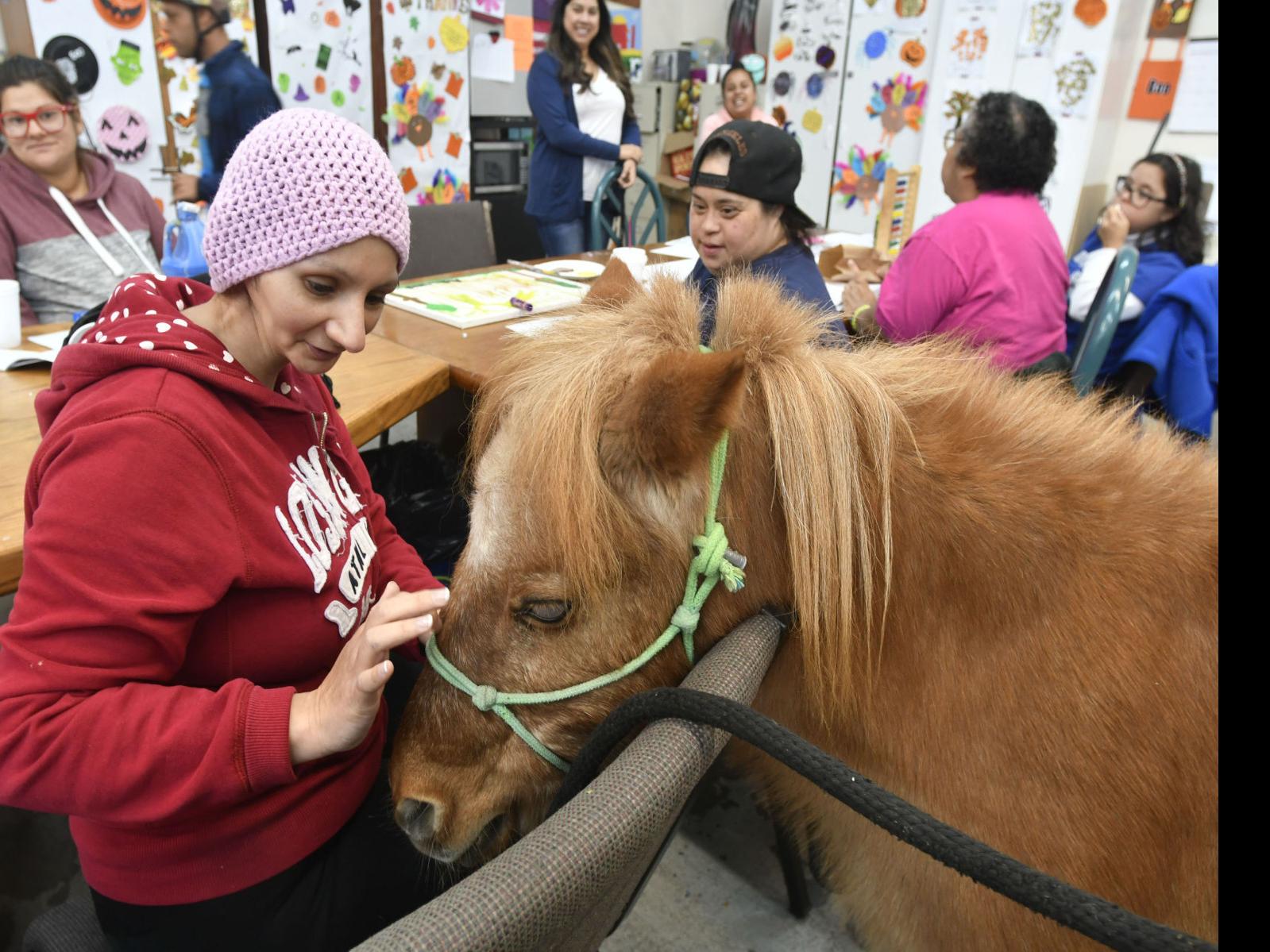 Miniature Horse Visits Santa Maria Cerebral Palsy Group News Lompocrecord Com