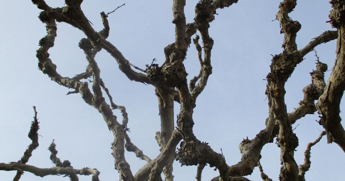 Pollarding Coppicing Pollard and coppice during winter | Tony Tomeo | Home & Garden ...