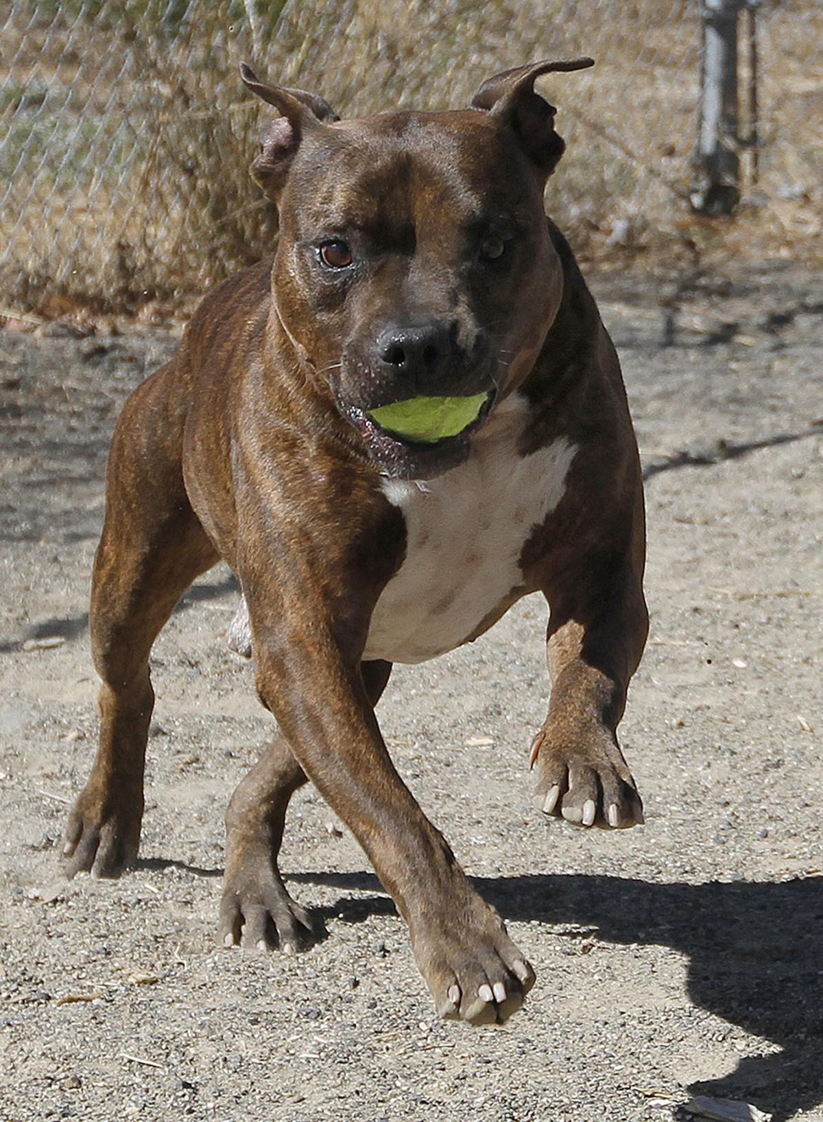 lompoc record