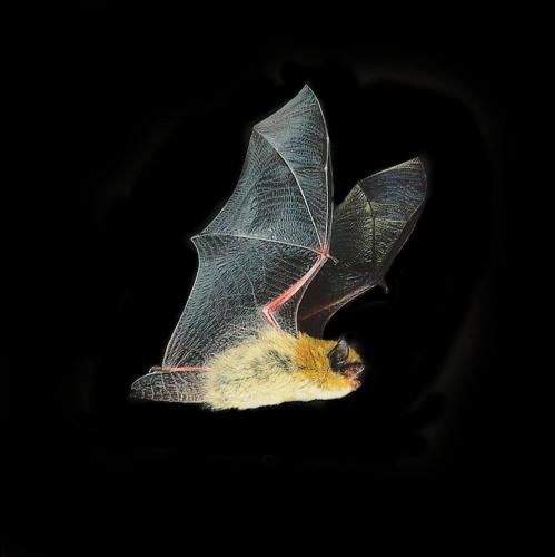080922 California Bat 2.jpg