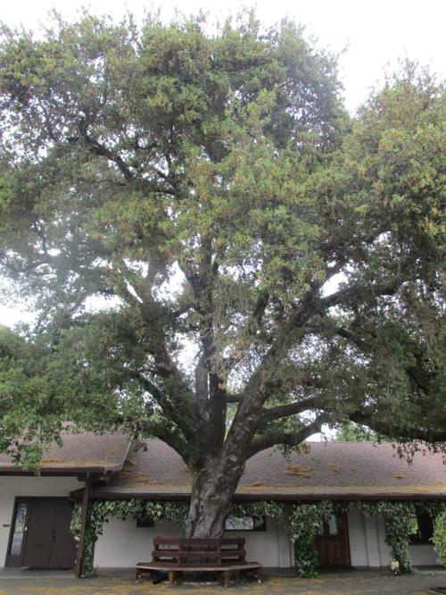 Coast live oak