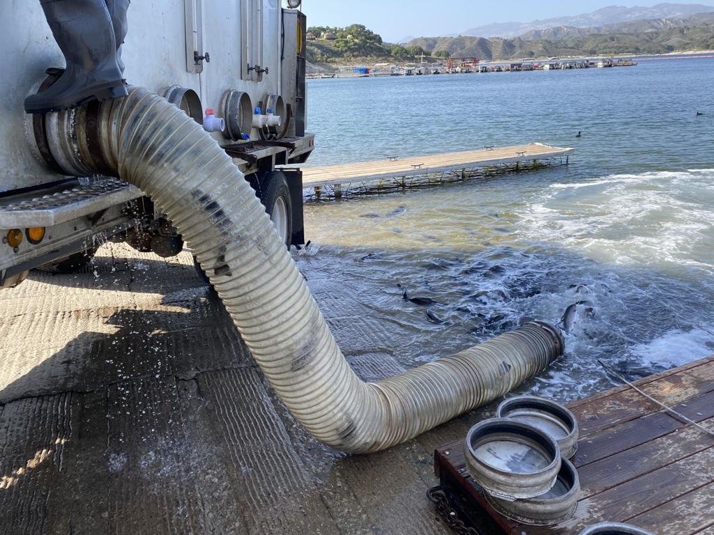 Cachuma Lake Restocked With 4 000 Pounds Of Rainbow Trout Local News Lompocrecord Com