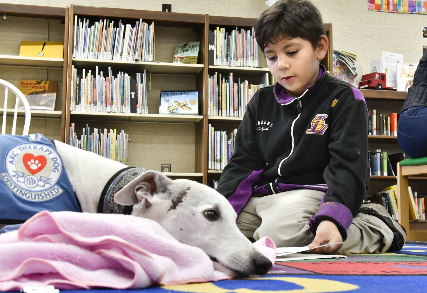 whippet therapy dog