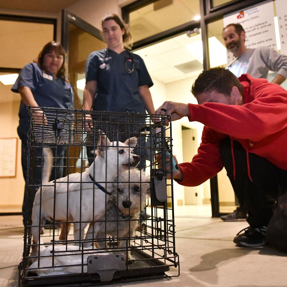 Slo Animal Services Adoptable Dogs Slo Animal Services Adoptable Dogs