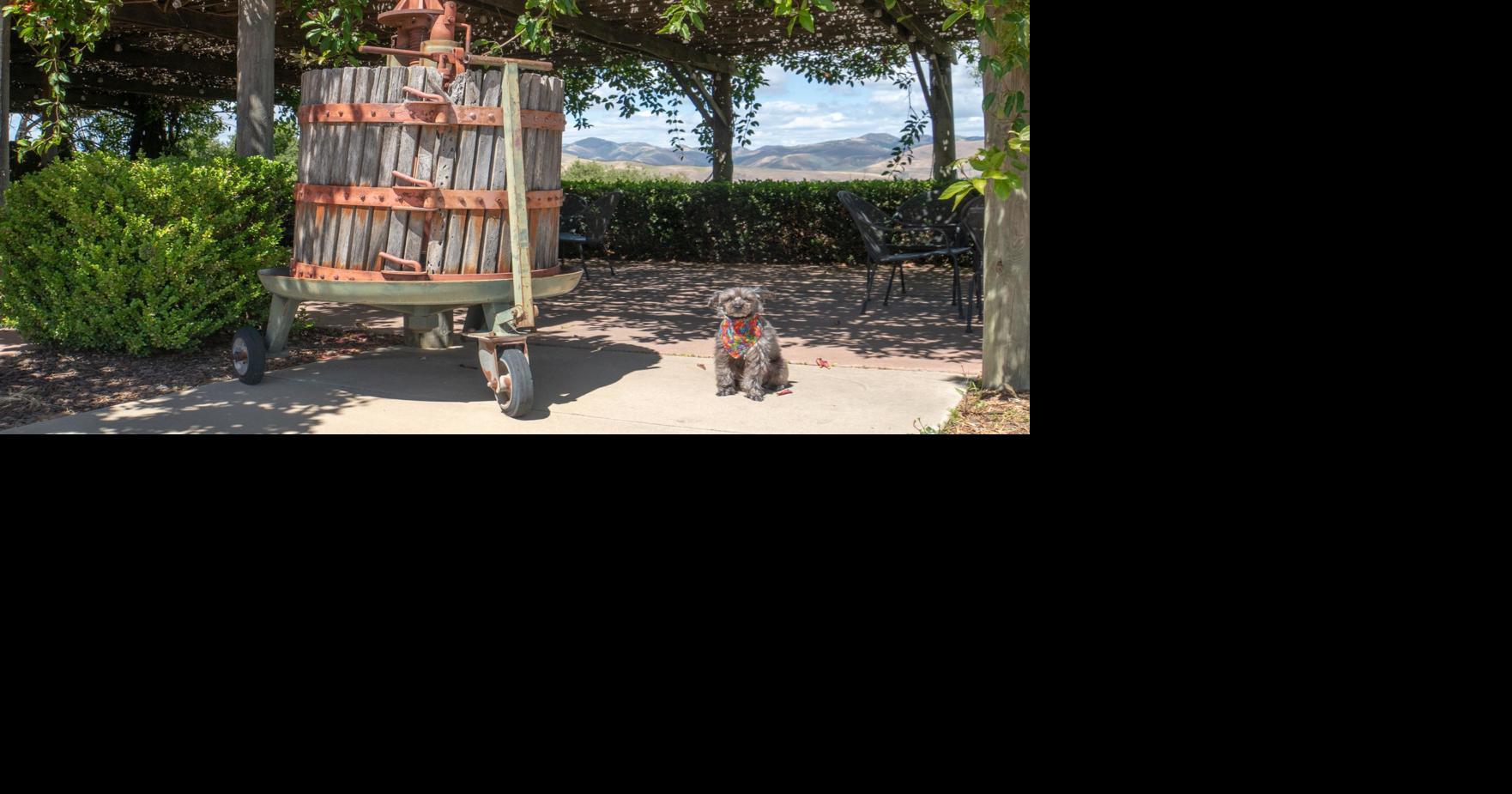 Where's Sparkie? Cottonwood Canyon Vineyard & Winery Jeanne Sparks