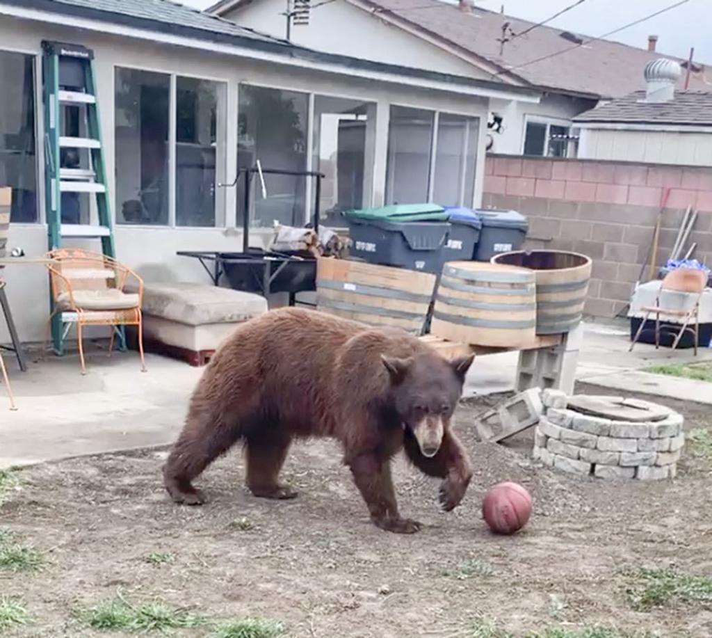 300 Pound Black Bear Removed From Lompoc Neighborhood Local News Lompocrecord Com