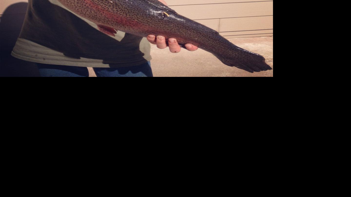 County planting trout Tuesday in Cachuma Lake Local News