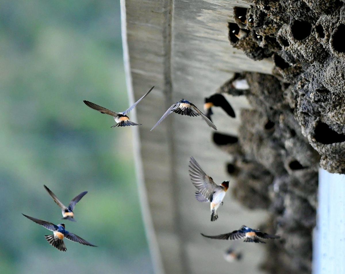 Photos Birds nest under Highway 1 bridge near Orcutt Local News
